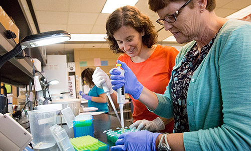 Researchers working in the lab